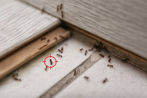 Best Emergency Pest Control  in Fish Hawk, FL