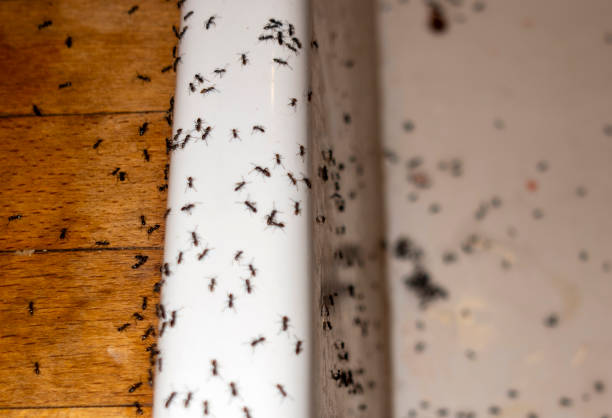 Best Spider Control Near Me  in Fish Hawk, FL