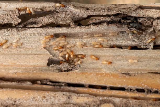 Best Bed Bug Extermination  in Fish Hawk, FL