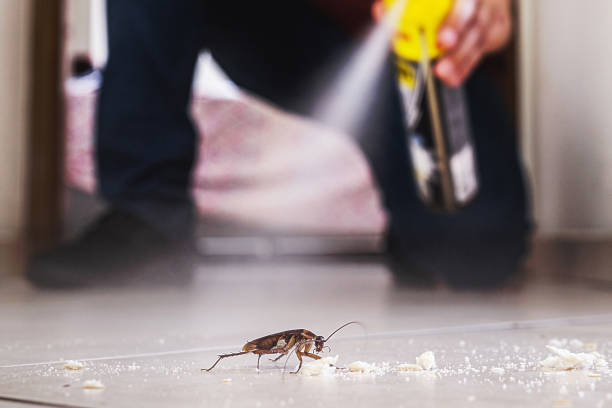 Best Spider Control Near Me  in Fish Hawk, FL