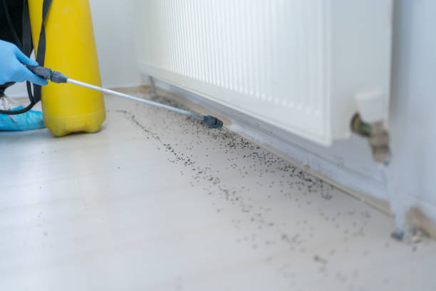 Best Rat Extermination Near Me  in Fish Hawk, FL
